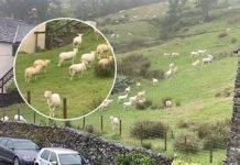 SNIMALA OVCE pa primjetila nešto vrlo čudno: “Nisam mogla vjerovati svojim očima! Kako je to moguće?”0Vo rade djeci u šumi, užaas SNIMALA OVCE pa primjetila nešto vrlo čudno: “Nisam mogla vjerovati svojim očima! Kako je to moguće?”0Vo rade djeci u šumi, užaas - featured image