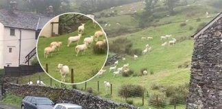 SNIMALA OVCE pa primjetila nešto vrlo čudno: “Nisam mogla vjerovati svojim očima! Kako je to moguće?”0Vo rade djeci u šumi, užaas SNIMALA OVCE pa primjetila nešto vrlo čudno: “Nisam mogla vjerovati svojim očima! Kako je to moguće?”0Vo rade djeci u šumi, užaas - featured image