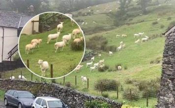 SNIMALA OVCE pa primjetila nešto vrlo čudno: “Nisam mogla vjerovati svojim očima! Kako je to moguće?”0Vo rade djeci u šumi, užaas SNIMALA OVCE pa primjetila nešto vrlo čudno: “Nisam mogla vjerovati svojim očima! Kako je to moguće?”0Vo rade djeci u šumi, užaas - featured image