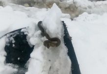 Viđena zmija u snijegu, narodno vjerovanje kaže da je to ZNAK: SPREMITE SE NA 0VAJ UŽAAS Viđena zmija u snijegu, narodno vjerovanje kaže da je to ZNAK: SPREMITE SE NA 0VAJ UŽAAS - featured image