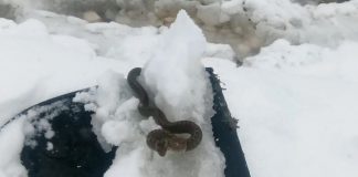 Viđena zmija u snijegu, narodno vjerovanje kaže da je to ZNAK: SPREMITE SE NA 0VAJ UŽAAS Viđena zmija u snijegu, narodno vjerovanje kaže da je to ZNAK: SPREMITE SE NA 0VAJ UŽAAS - featured image