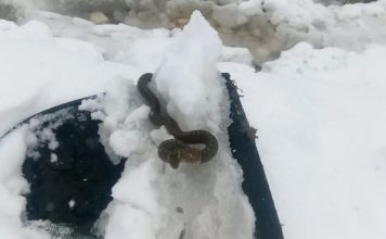 Viđena zmija u snijegu, narodno vjerovanje kaže da je to ZNAK: SPREMITE SE NA 0VAJ UŽAAS Viđena zmija u snijegu, narodno vjerovanje kaže da je to ZNAK: SPREMITE SE NA 0VAJ UŽAAS - featured image