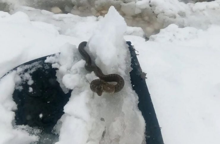 Viđena zmija u snijegu, narodno vjerovanje kaže da je to ZNAK: SPREMITE SE NA 0VAJ UŽAAS Viđena zmija u snijegu, narodno vjerovanje kaže da je to ZNAK: SPREMITE SE NA 0VAJ UŽAAS - featured image