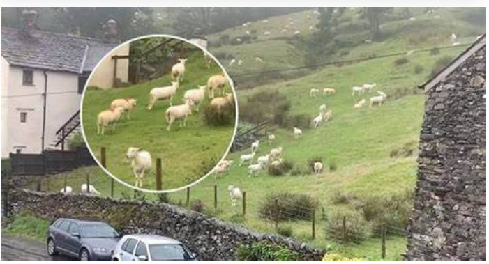 SNIMALA OVCE pa primjetila nešto vrlo čudno: “Nisam mogla vjerovati svojim očima! Kako je to moguće?” - featured image SNIMALA OVCE pa primjetila nešto vrlo čudno: “Nisam mogla vjerovati svojim očima! Kako je to moguće?” - featured image