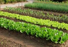 SODA BIKARBONA UMJESTO PESTICIDA: Zaštitite voće i povrće od propadanja na ovaj način! (RECEPT) SODA BIKARBONA UMJESTO PESTICIDA: Zaštitite voće i povrće od propadanja na ovaj način! (RECEPT) - featured image