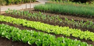 SODA BIKARBONA UMJESTO PESTICIDA: Zaštitite voće i povrće od propadanja na ovaj način! (RECEPT) SODA BIKARBONA UMJESTO PESTICIDA: Zaštitite voće i povrće od propadanja na ovaj način! (RECEPT) - featured image