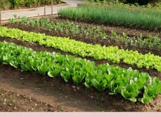 SODA BIKARBONA UMJESTO PESTICIDA: Zaštitite voće i povrće od propadanja na ovaj način! (RECEPT) SODA BIKARBONA UMJESTO PESTICIDA: Zaštitite voće i povrće od propadanja na ovaj način! (RECEPT) - featured image