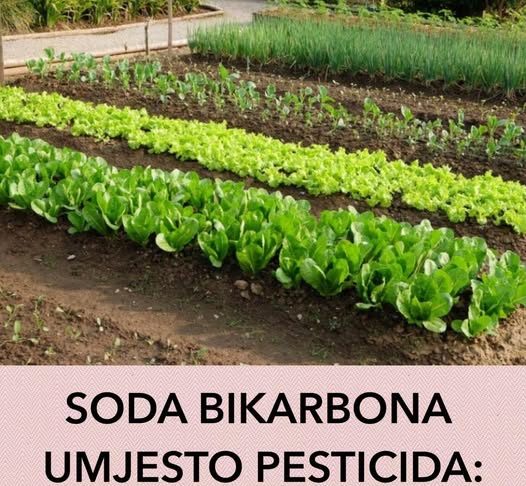 SODA BIKARBONA UMJESTO PESTICIDA: Zaštitite voće i povrće od propadanja na ovaj način! (RECEPT) SODA BIKARBONA UMJESTO PESTICIDA: Zaštitite voće i povrće od propadanja na ovaj način! (RECEPT) - featured image