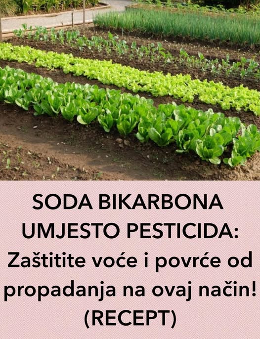 SODA BIKARBONA UMJESTO PESTICIDA: Zaštitite voće i povrće od propadanja na ovaj način! (RECEPT) - featured image SODA BIKARBONA UMJESTO PESTICIDA: Zaštitite voće i povrće od propadanja na ovaj način! (RECEPT) - featured image