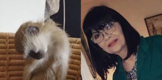 Nada Obrić živela sa majmunom, hranila ga, sa sobom vodila: Nije ni slutila šta će je te večeri snaći u podrumu Nada Obrić živela sa majmunom, hranila ga, sa sobom vodila: Nije ni slutila šta će je te večeri snaći u podrumu - featured image
