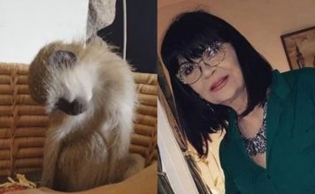 Nada Obrić živela sa majmunom, hranila ga, sa sobom vodila: Nije ni slutila šta će je te večeri snaći u podrumu – igrala se sa đav0lom, koštao je života Nada Obrić živela sa majmunom, hranila ga, sa sobom vodila: Nije ni slutila šta će je te večeri snaći u podrumu – igrala se sa đav0lom, koštao je života - featured image