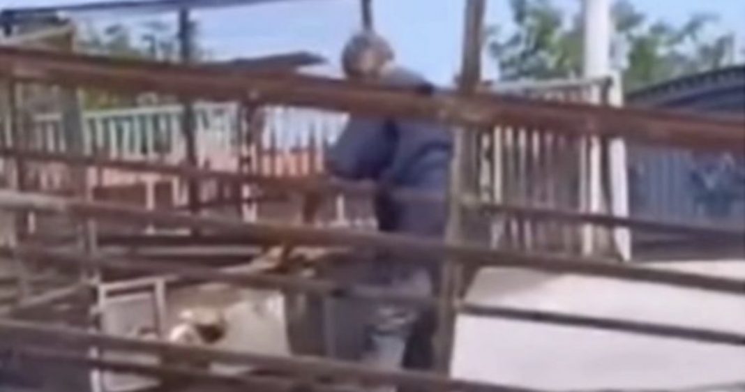 Uhapšen radnik pečenjare zbog ubistva pasa, meso na vještačenju: Srbija u š0ku, jeli smo meso od lutalica? SVI DETALJI - featured image Uhapšen radnik pečenjare zbog ubistva pasa, meso na vještačenju: Srbija u š0ku, jeli smo meso od lutalica? SVI DETALJI - featured image
