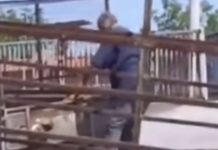 Uhapšen radnik pečenjare zbog ubistva pasa, meso na vještačenju: Srbija u š0ku, jeli smo meso od lutalica? SVI DETALJI Uhapšen radnik pečenjare zbog ubistva pasa, meso na vještačenju: Srbija u š0ku, jeli smo meso od lutalica? SVI DETALJI - featured image