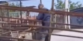 Uhapšen radnik pečenjare zbog ubistva pasa, meso na vještačenju: Srbija u š0ku, jeli smo meso od lutalica? SVI DETALJI Uhapšen radnik pečenjare zbog ubistva pasa, meso na vještačenju: Srbija u š0ku, jeli smo meso od lutalica? SVI DETALJI - featured image